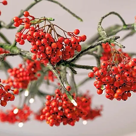 Herbarium Boutique أولوموك